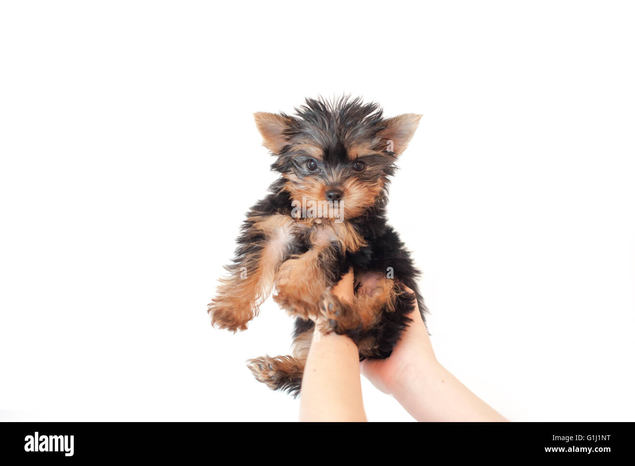 Le mani umane sollevamento di un cucciolo di cane yorkie in aria Foto Stock