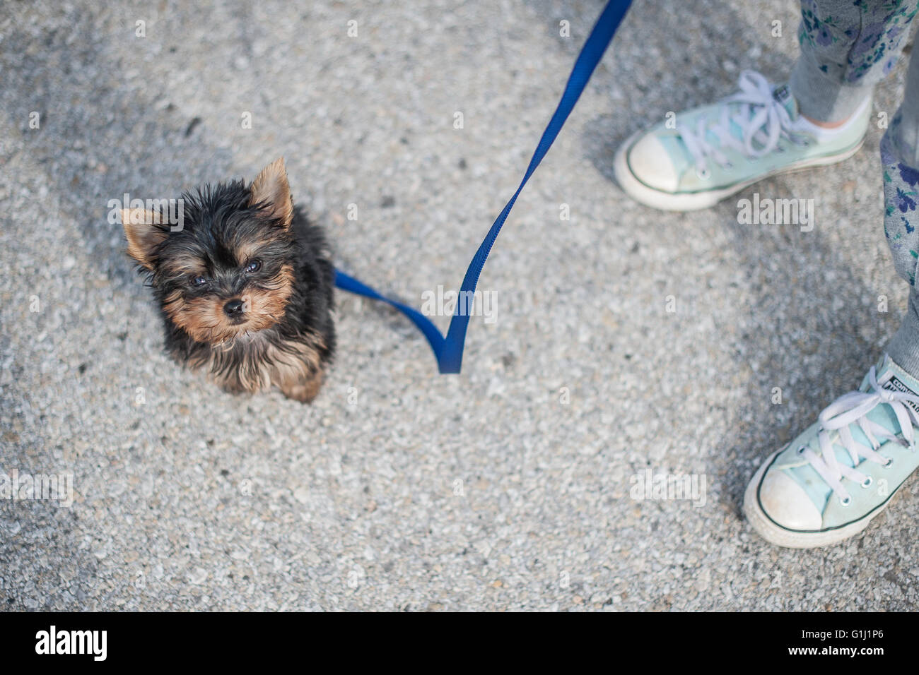 Vista aerea della ragazza tenendo yorkie cucciolo di cane per una passeggiata Foto Stock