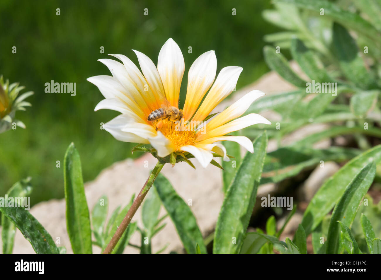 Un Ape su un fiore giallo Foto Stock