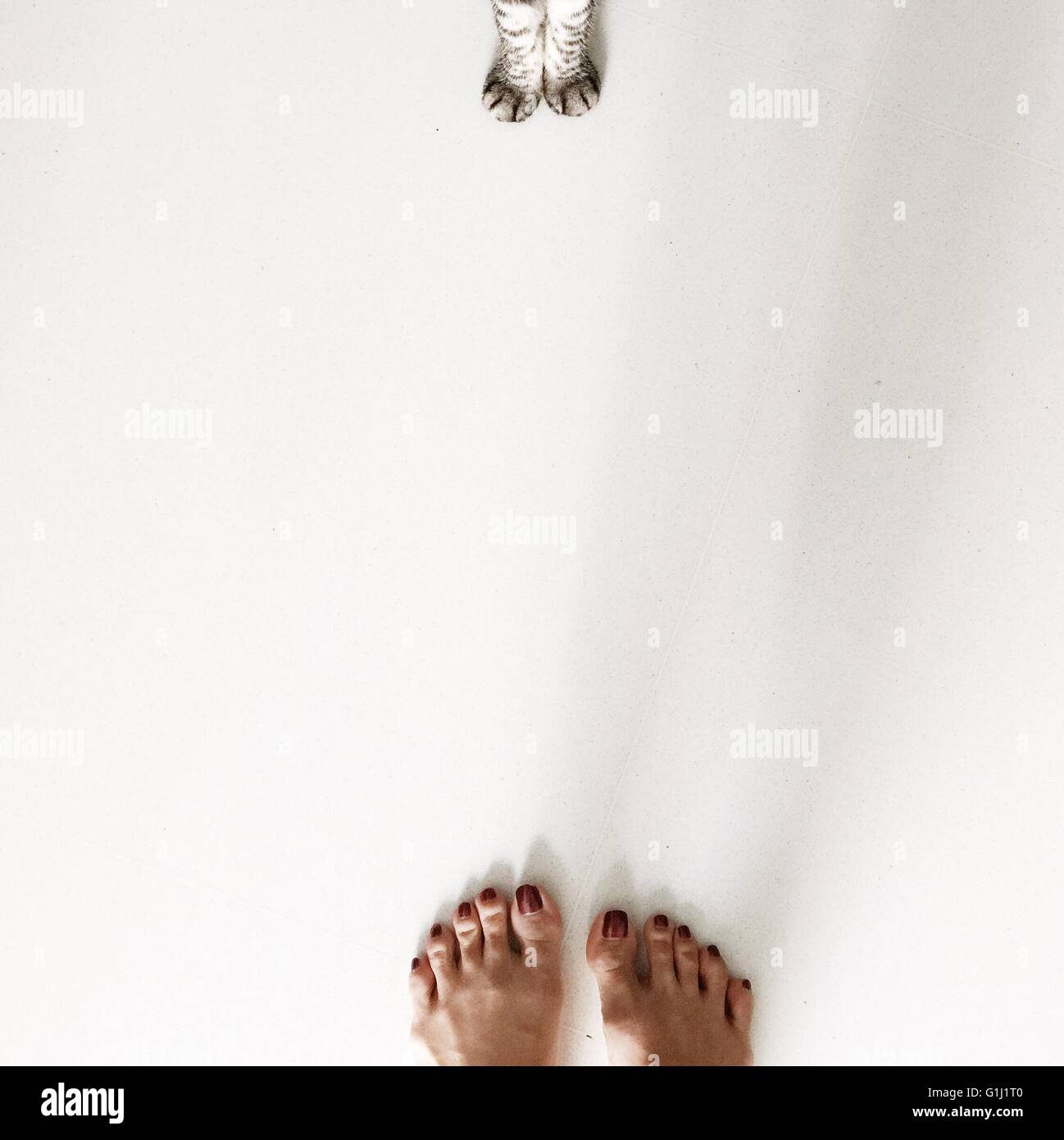 Vista aerea della donna di piedi e american shorthair cat zampe Foto Stock