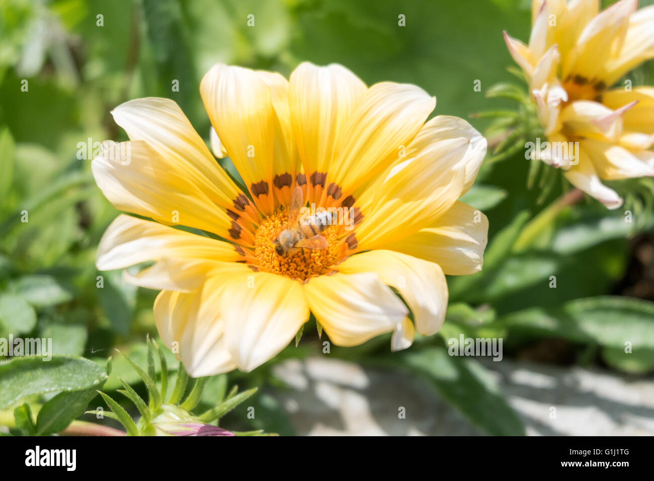 Un Ape su un fiore giallo Foto Stock
