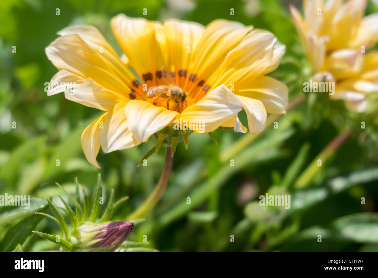 Un Ape su un fiore giallo Foto Stock