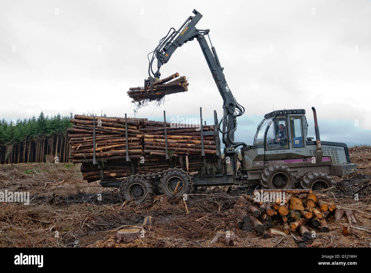 Un forwarder raccoglie tronchi di abete di douglas da una piantagione su commissione forestale Galles terra che viene spogliato degli alberi. Foto Stock