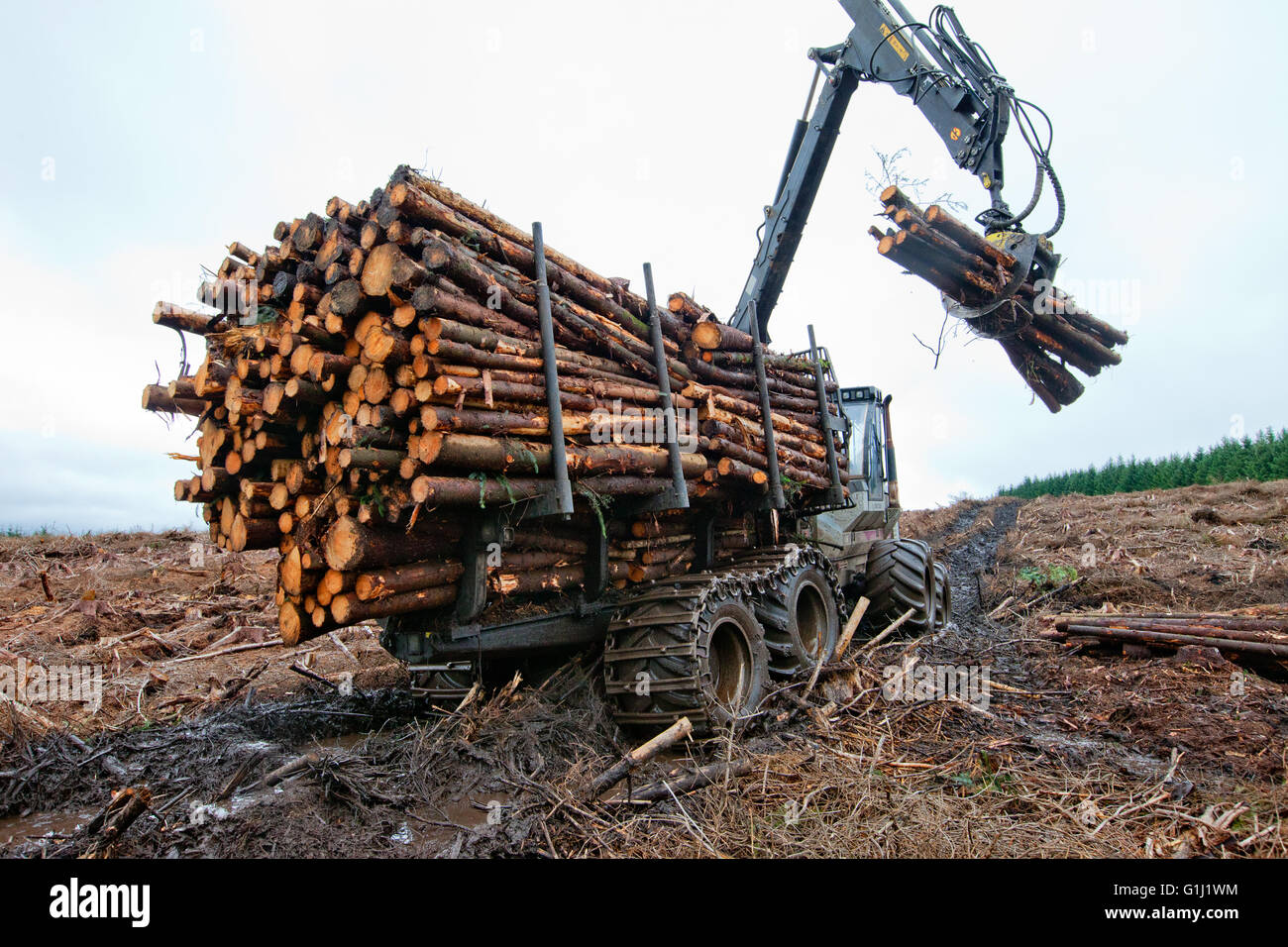 Un forwarder raccoglie tronchi di abete di douglas da una piantagione su commissione forestale Galles terra che viene spogliato degli alberi. Foto Stock