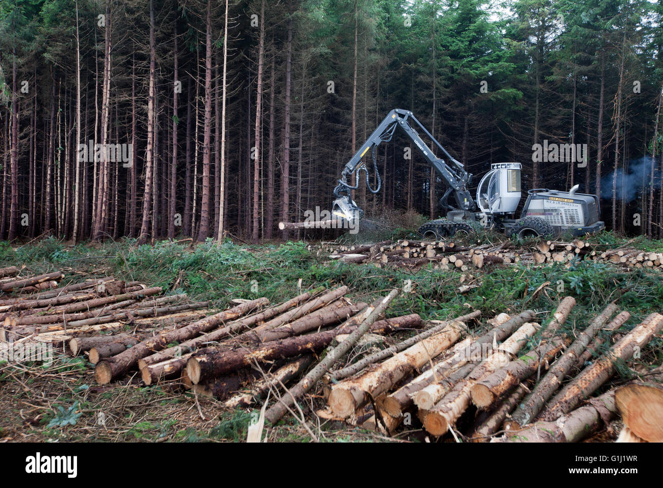 Una trebbiatrice Logset lavorando su un chiaro-cadde sul sito Forestry Commission Galles terra. Foto Stock