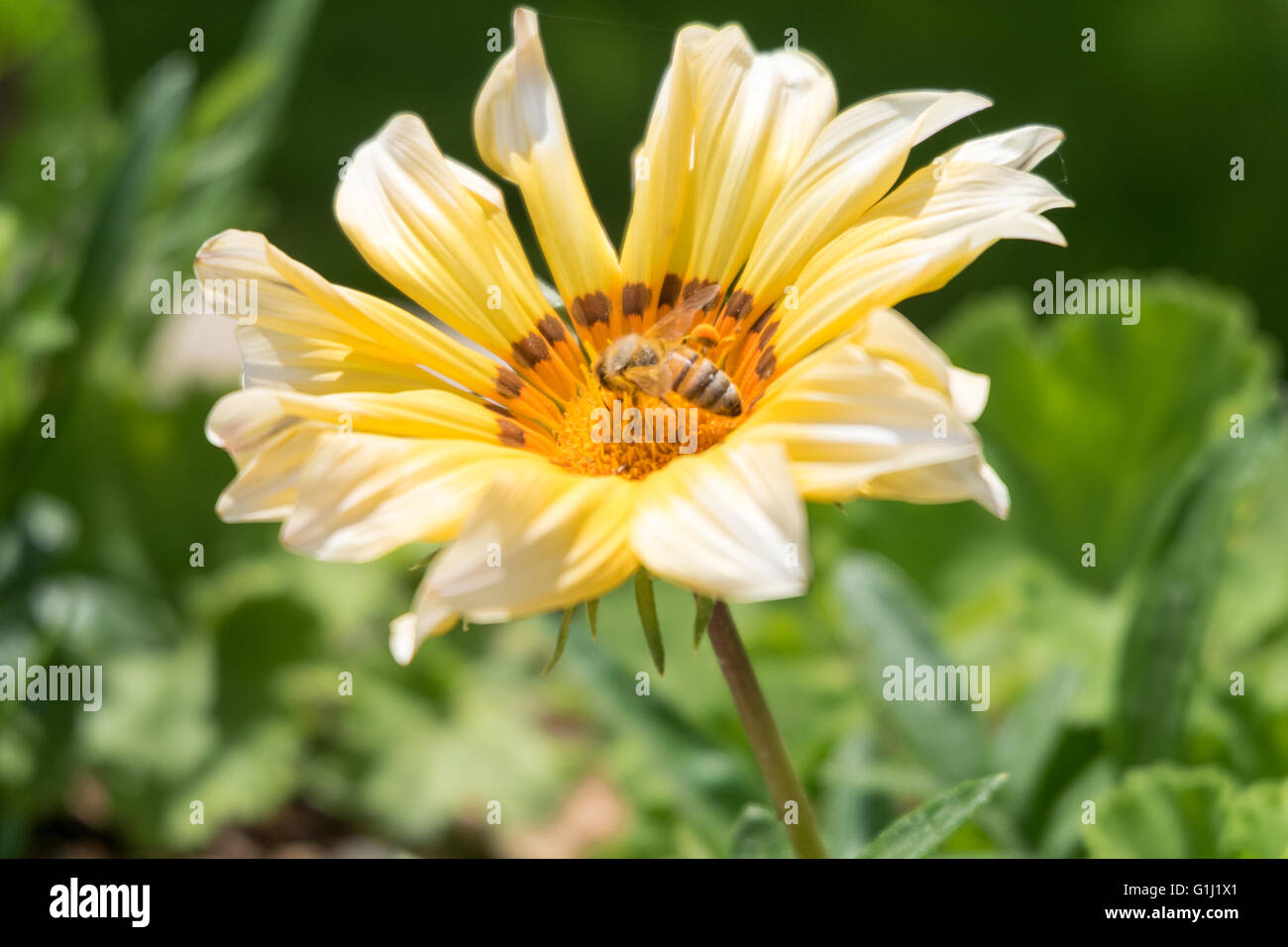 Un Ape su un fiore giallo Foto Stock