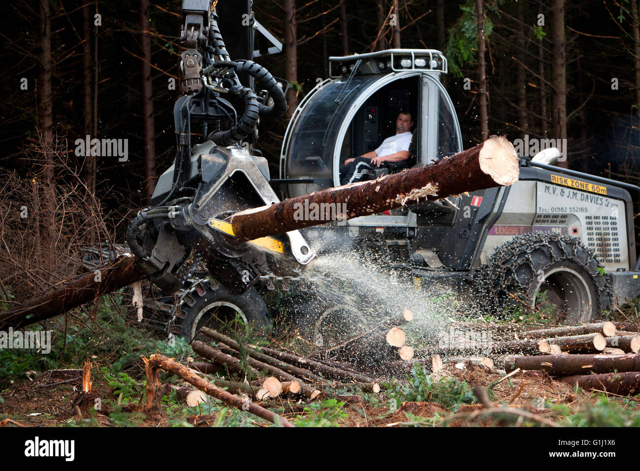 Una trebbiatrice Logset lavorando su un chiaro-cadde sul sito Forestry Commission Galles terra. Foto Stock