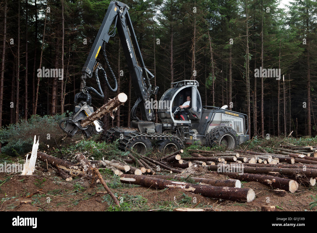 Una trebbiatrice Logset lavorando su un chiaro-cadde sul sito Forestry Commission Galles terra. Foto Stock