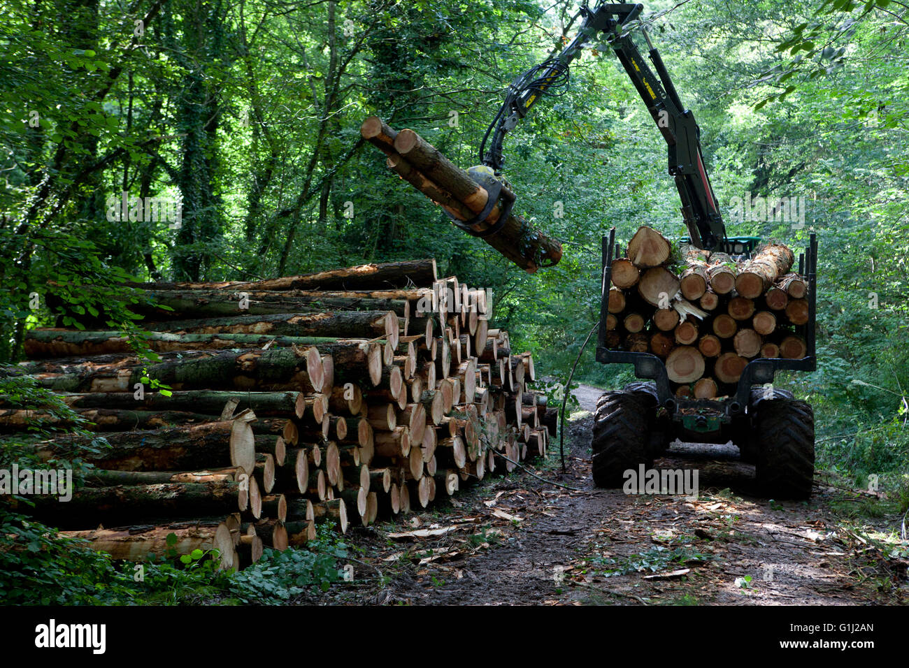 Foresta di Dean, nel Gloucestershire. Un server di inoltro pacchi log tagliati della Commissione forestale di abete Douglas da una zona assottigliata. Foto Stock