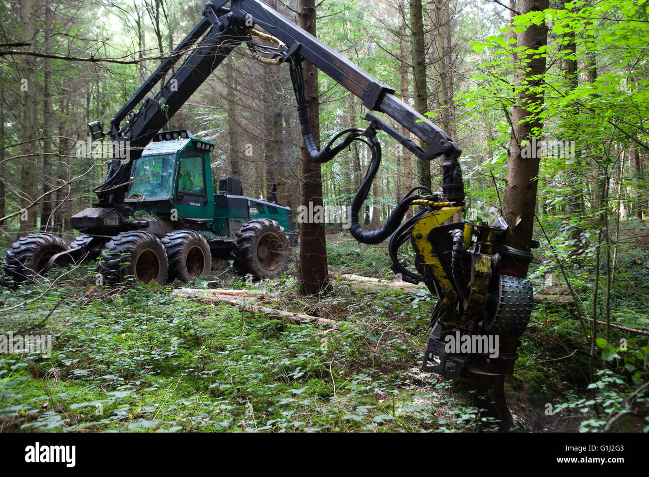 Foresta di Dean, nel Gloucestershire. Un harvester a lavorare in una commissione forestale piantagione di abete di douglas, assottigliamento della zona da taglio alberi selezionati. Foto Stock