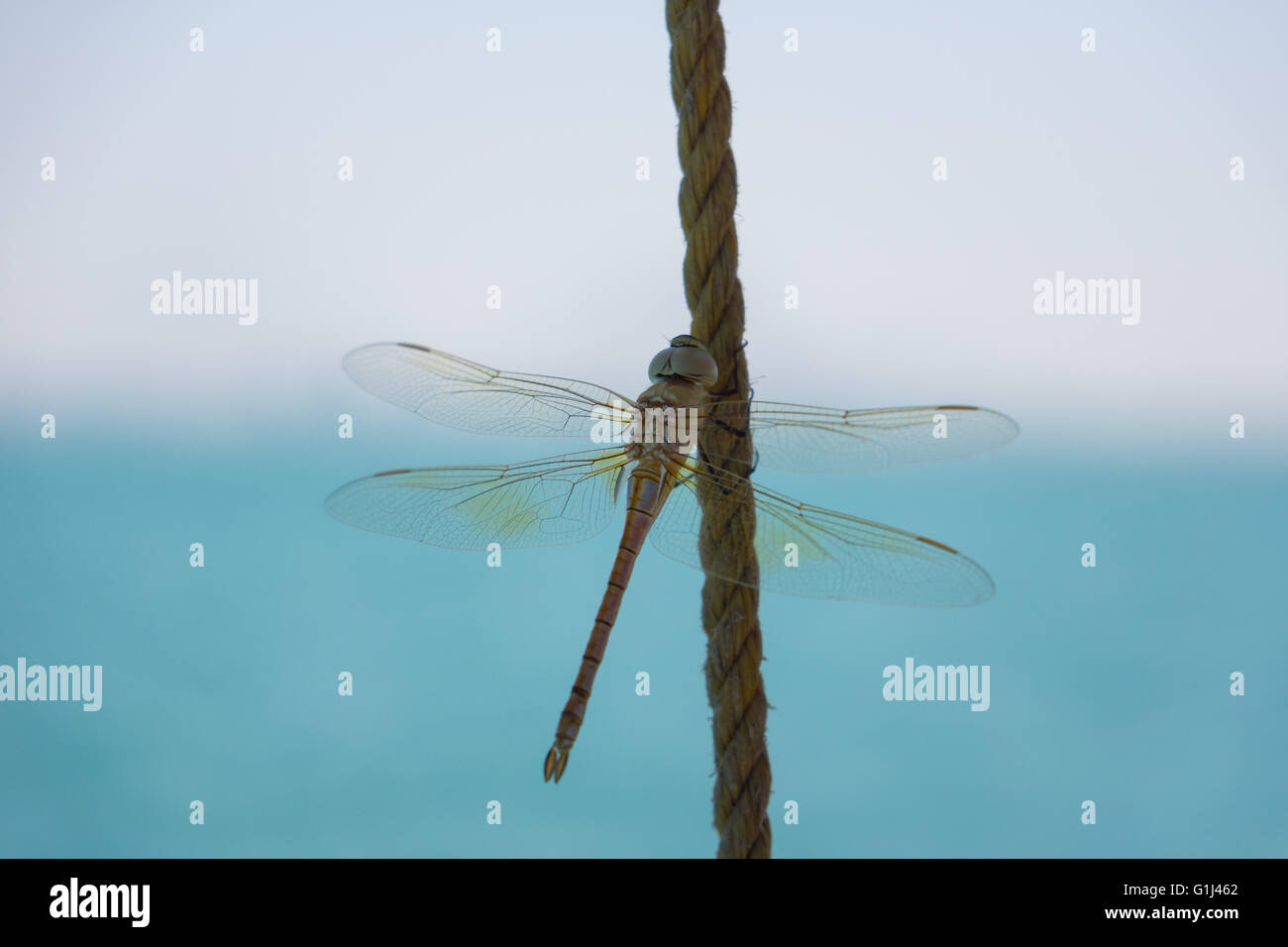 Un dragon fly in appoggio su una piccola corda in mare. Foto Stock