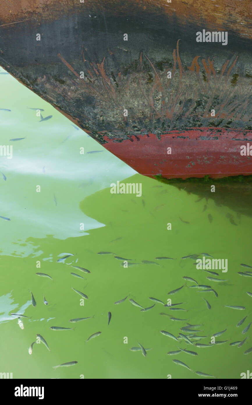 Pesce intorno a scafo di imbarcazione Foto Stock