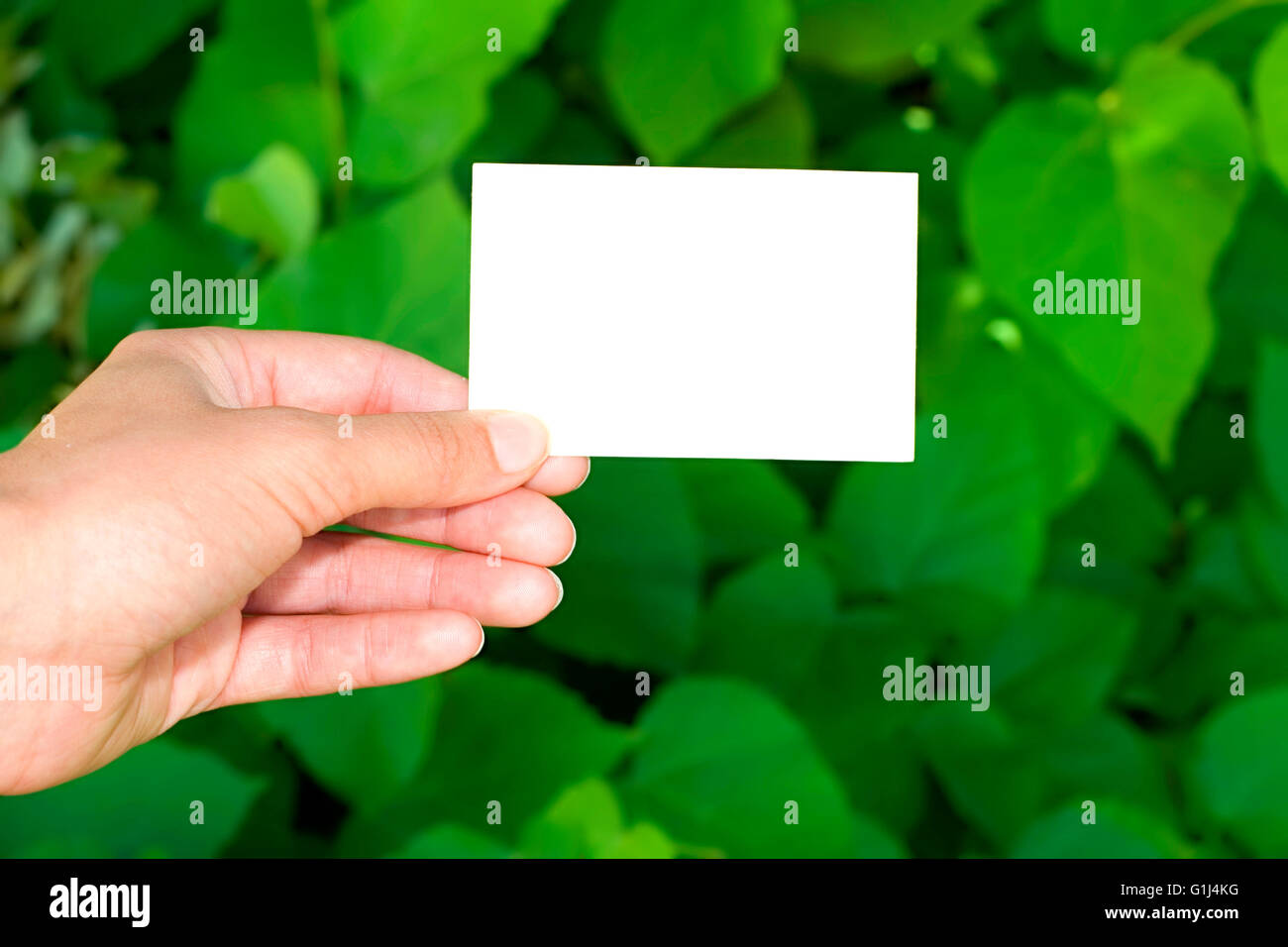 Donna di mano azienda vuoto bianco carta business Foto Stock