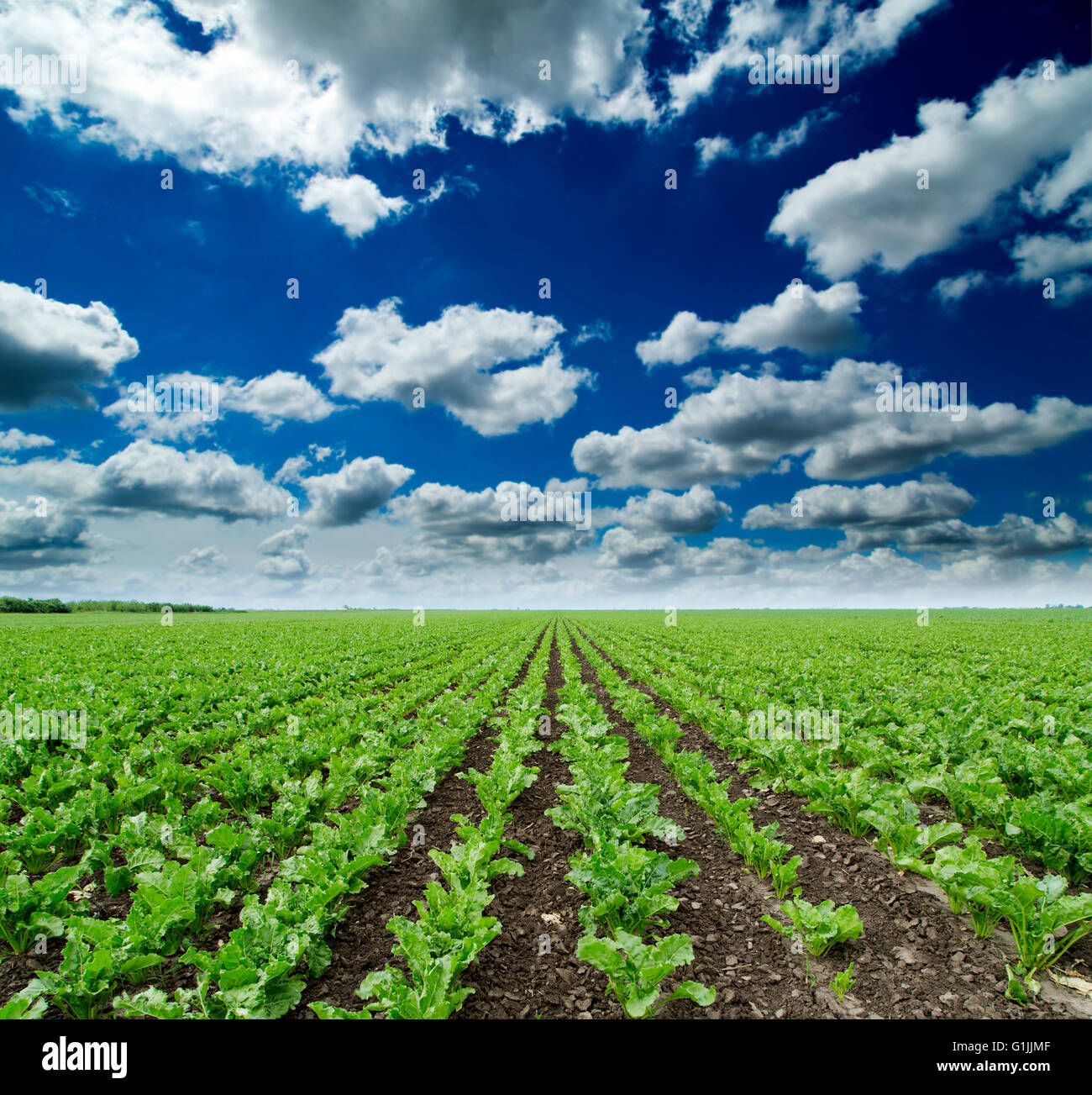 Zucchero sbattere corps campo, il paesaggio agricolo Foto Stock
