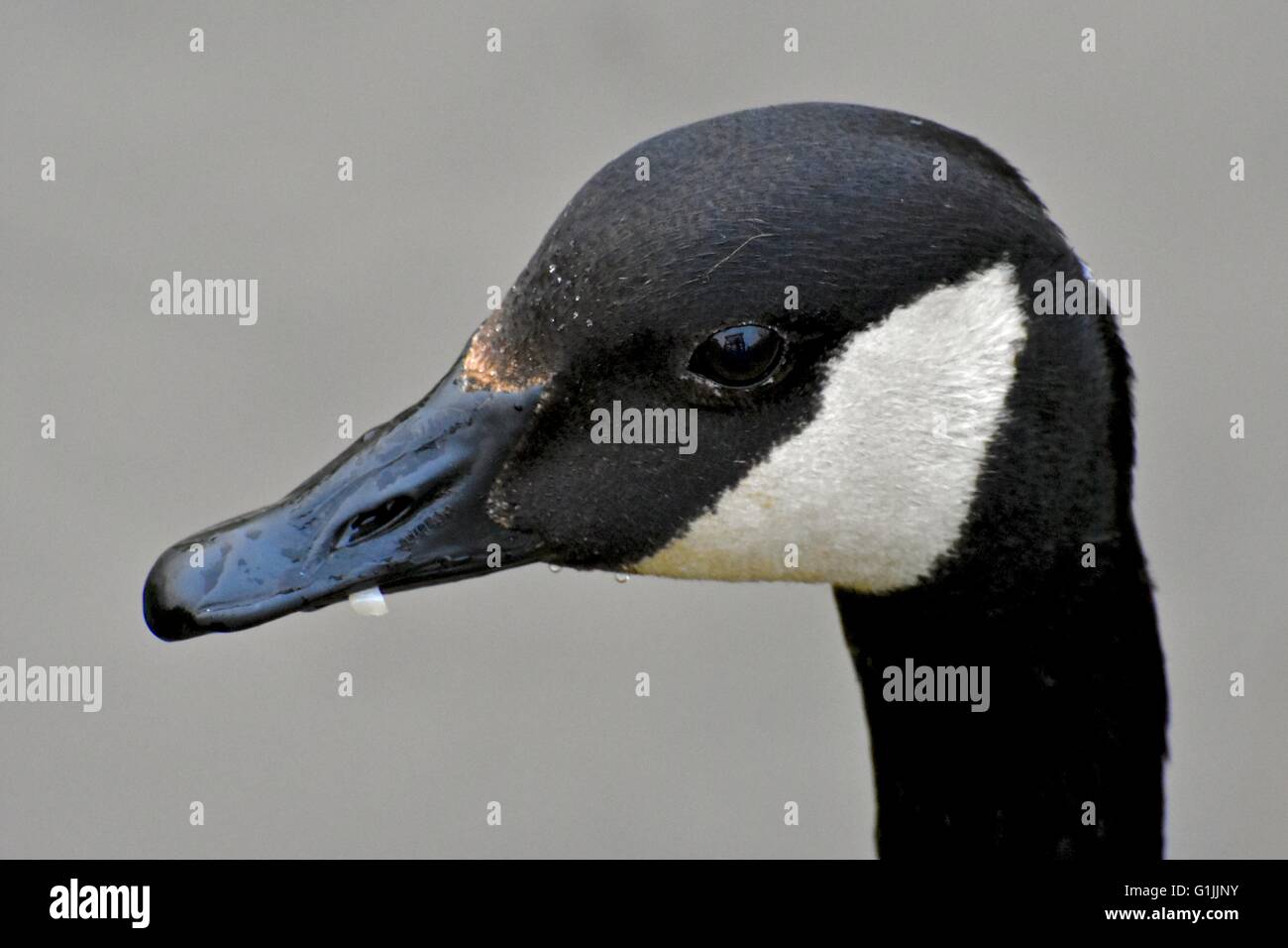 Una bella oca Canadese shot fino vicino Foto Stock