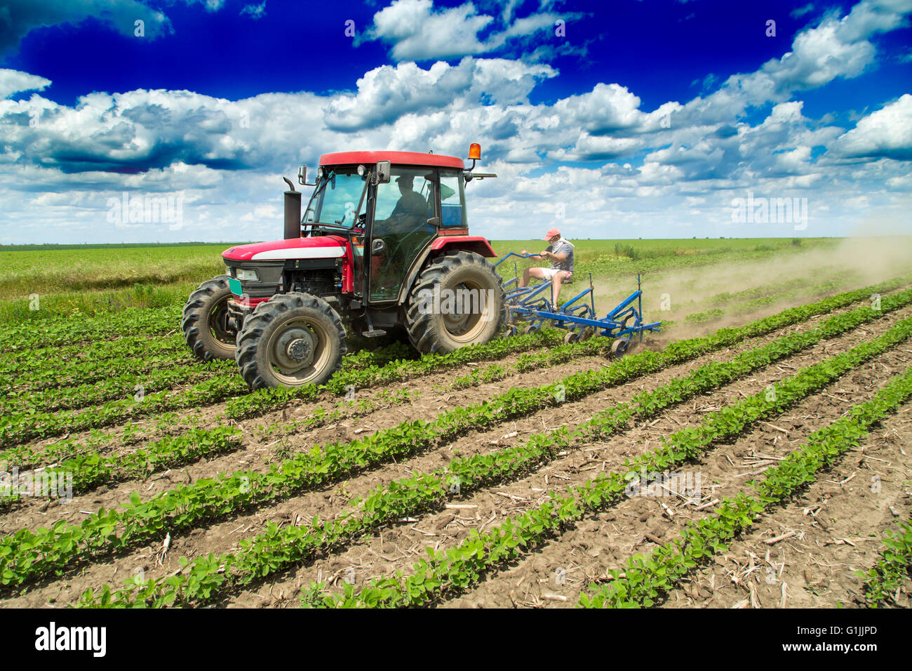 Campo coltivato di giovani raccolti di granoturco con il raccolto di fila in un coltivatore macchina Foto Stock