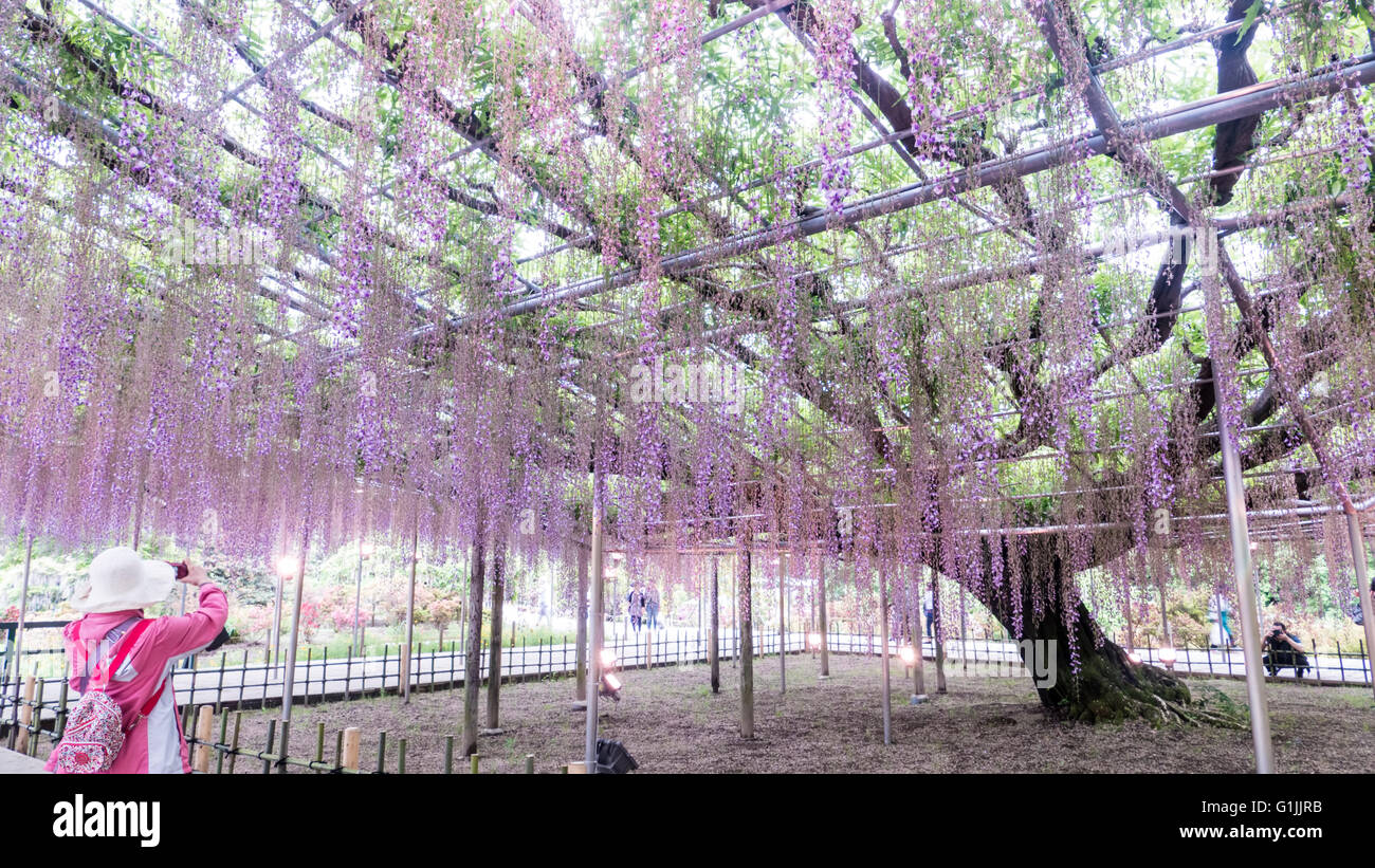 I fiori di primavera serie, pergolato di glicine in giardino Foto Stock