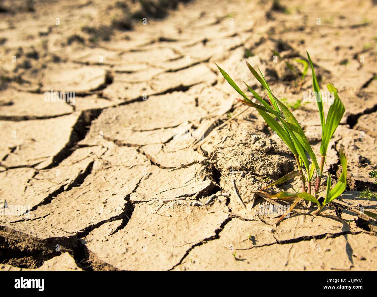 Impianto lottano per la vita a terra della siccità Foto Stock