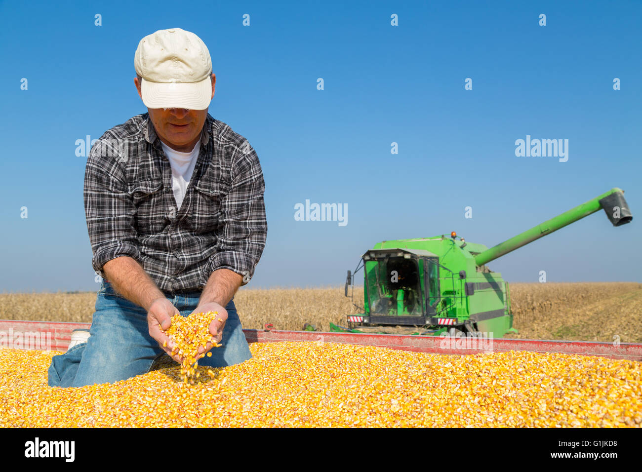 Sorridenti agricoltore mais durante la mietitura del mais Foto Stock