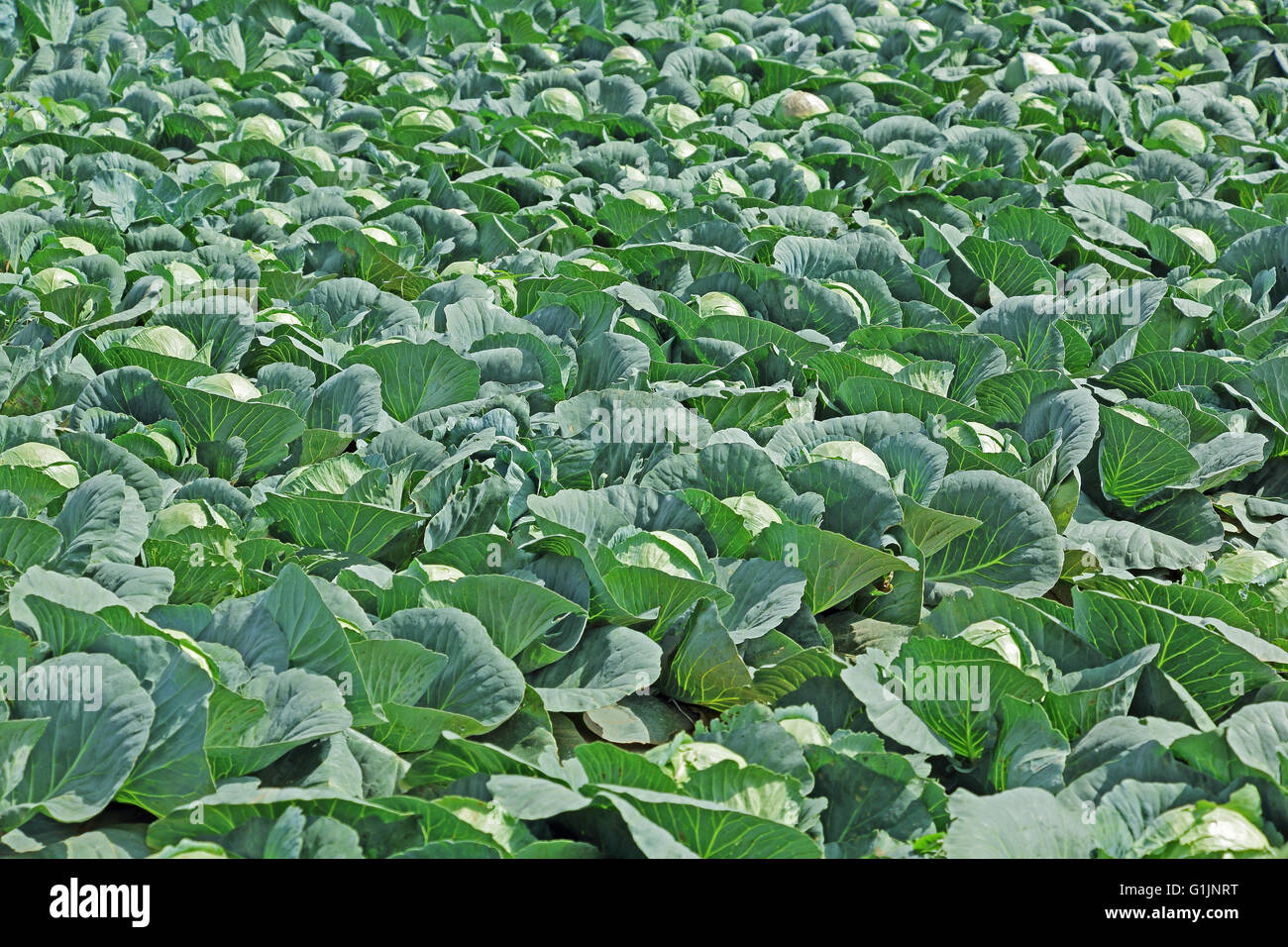 Piante di cavolo cappuccio in un campo di ortaggi in India Foto Stock