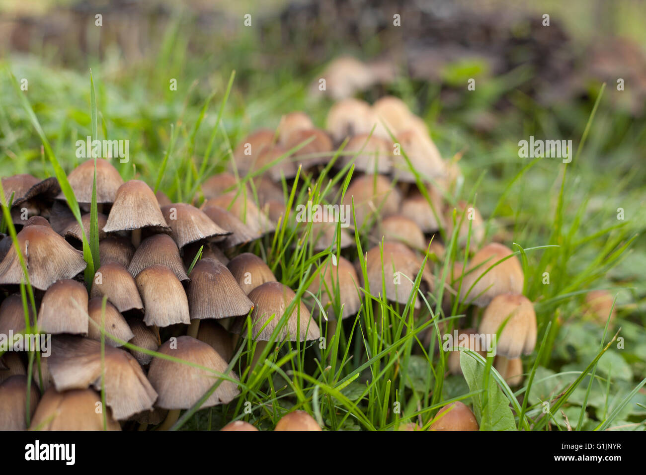 Funghi su un prato verde dopo la pioggia Foto Stock