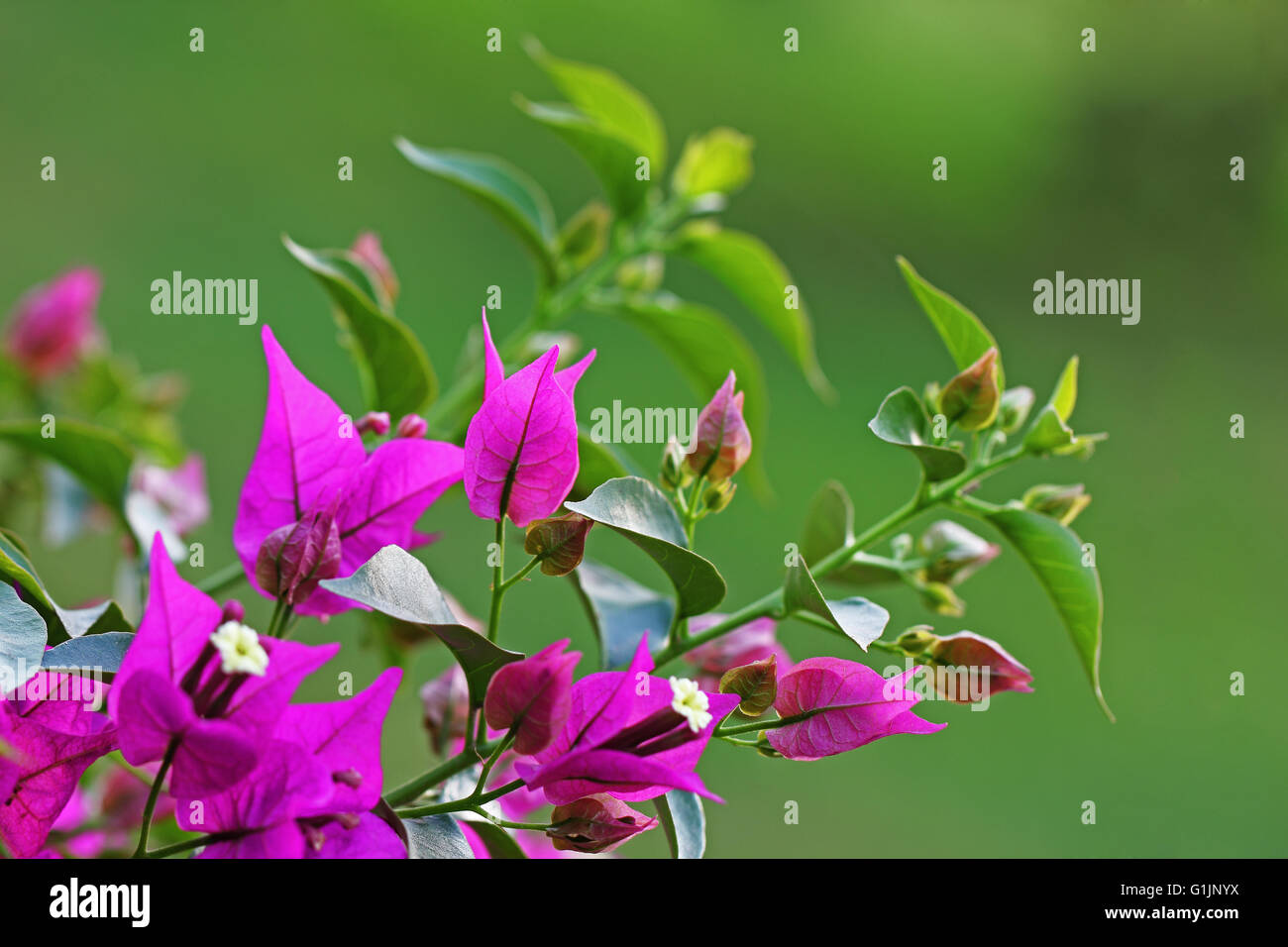Rosa bouganville ramo con fiori in sfondo sfocato Foto Stock