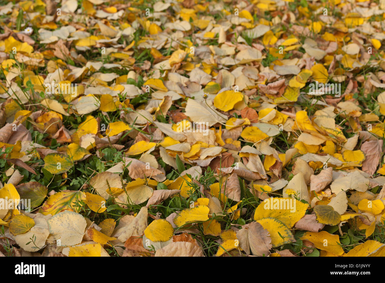 Linden leafs su erba verde in autunno Foto Stock