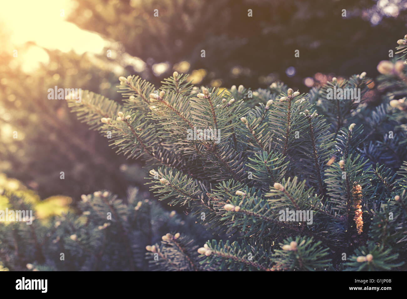 Vicino sul coreano fir (Abies koreana) Foto Stock