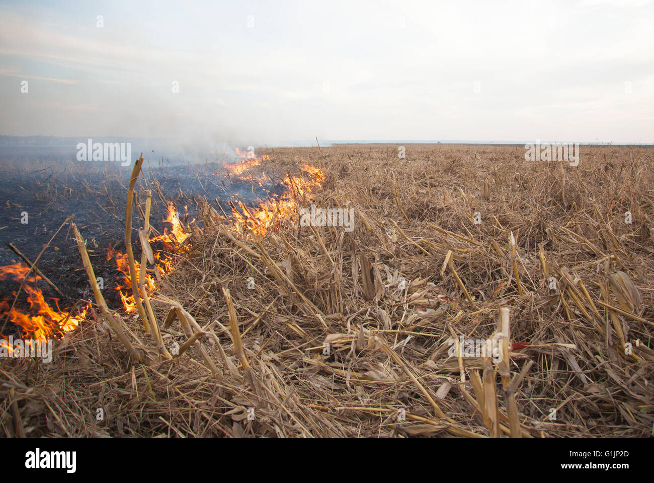 Il fuoco sul campo di colture Foto Stock