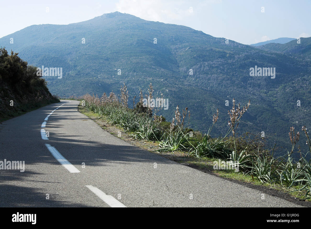 Comune di asfodeli Asphodelus aestivus cresce su strada orlo vicino Valpajola Corsica Francia Foto Stock