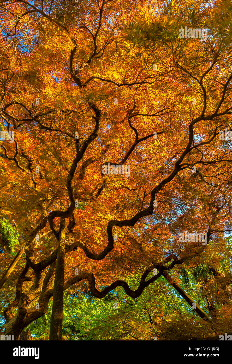 Un albero giapponese di arancio e foglie rosse. Foto Stock