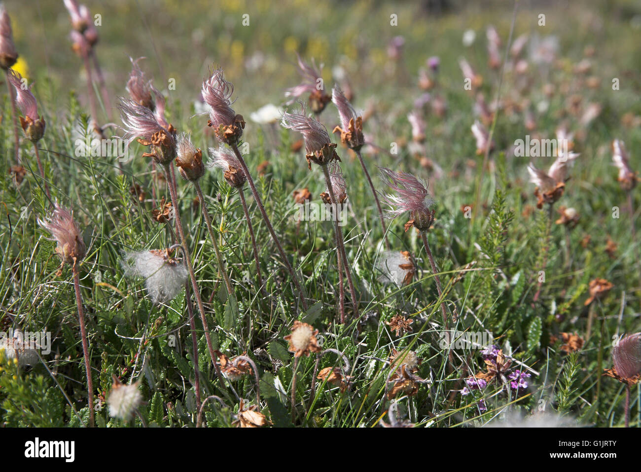 Mountain avens Dryas octopetala seedheads Islanda Luglio 2009 Foto Stock