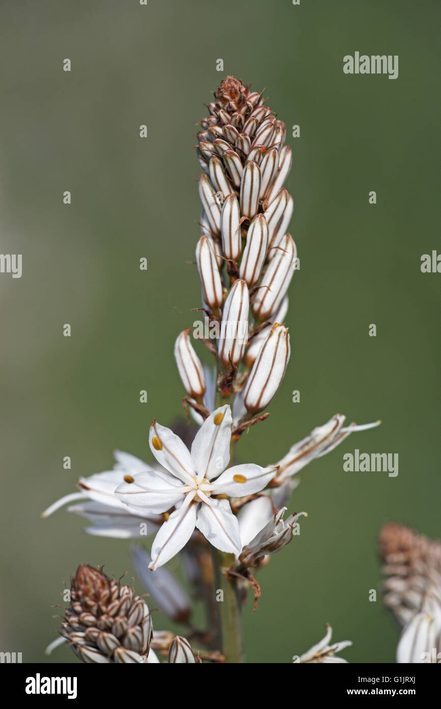 Comune di asfodeli Asphodelus aestivus Corsica Francia Foto Stock