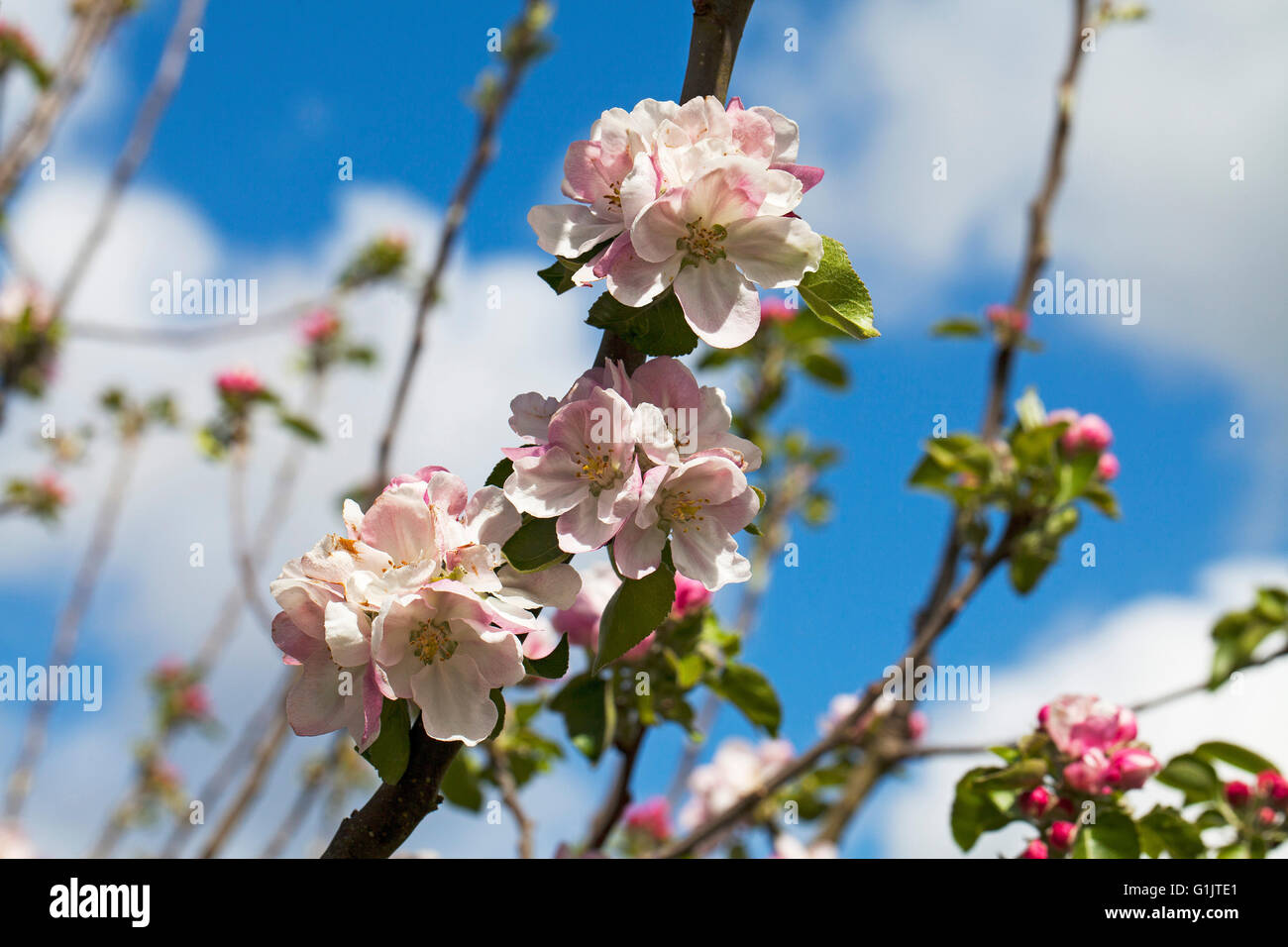 Apple Blossom in un riparto Ringwood Hampshire England Regno Unito Foto Stock
