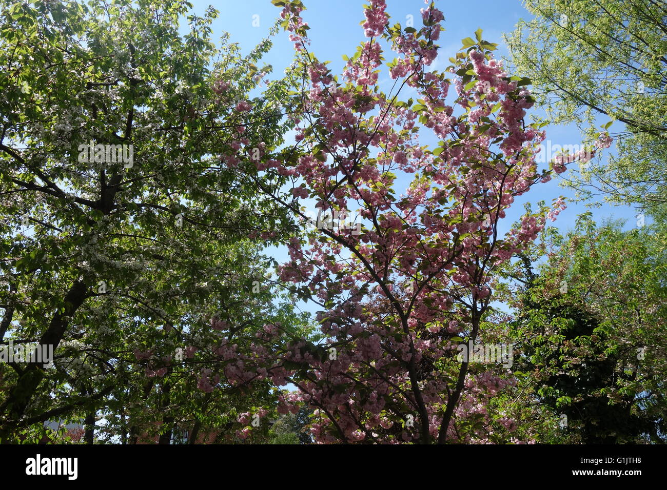 Fiore di Ciliegio alberi, Rotherhithe, Londra SE16 Foto Stock