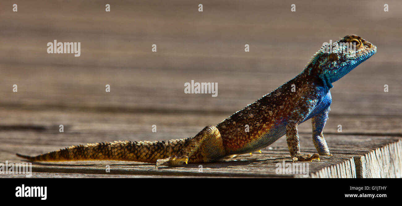 Acanthocercus Atricollis, blu intitolata Tree AGAMA SA, Southern Tree AGAMA SA Foto Stock