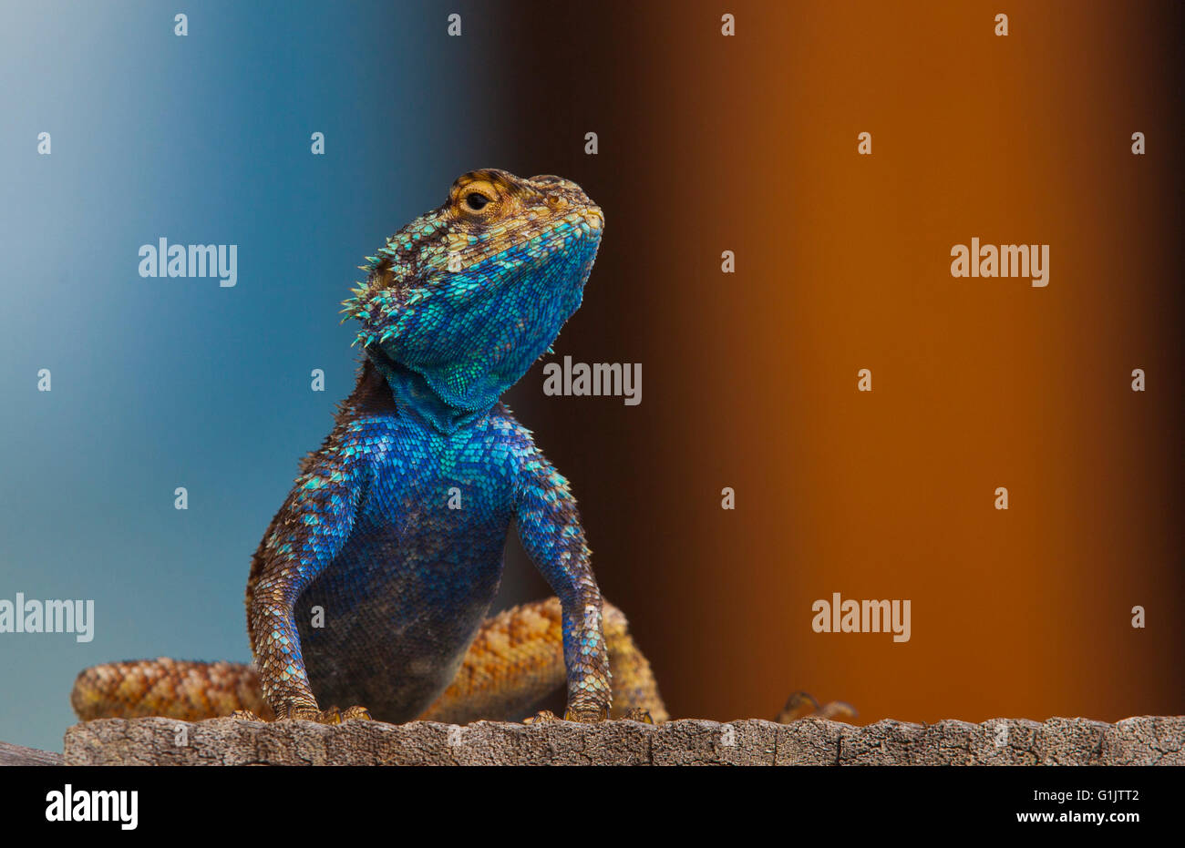 Acanthocercus Atricollis, blu intitolata Tree AGAMA SA, Southern Tree AGAMA SA Foto Stock