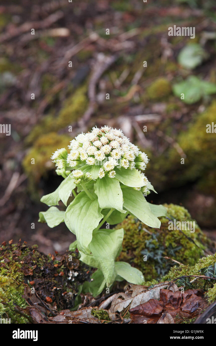 White butterbur Petasites albus Scozia Scotland Foto Stock