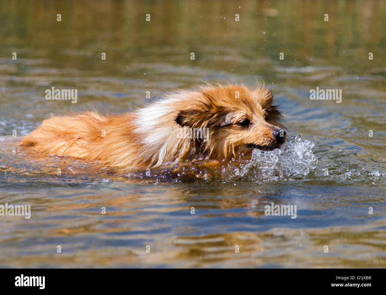 Shetland sheepdog nuota in acqua Foto Stock