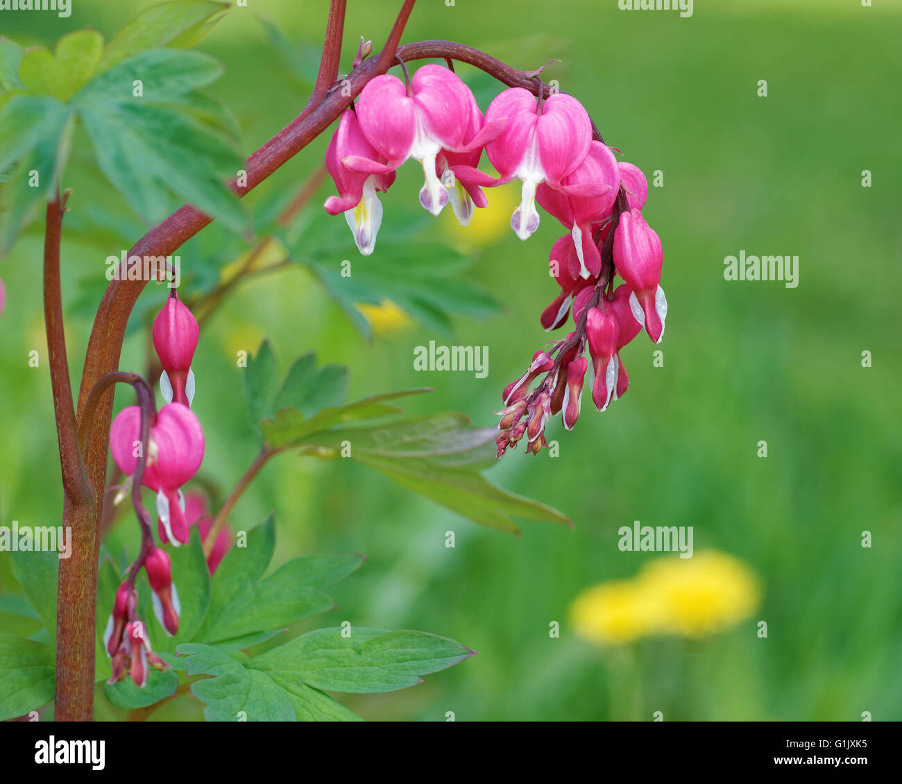 Fiori di sanguinamento-cuore (Dicentra), pianta erbacea con forma strana fiori e finemente suddivisa lascia Foto Stock