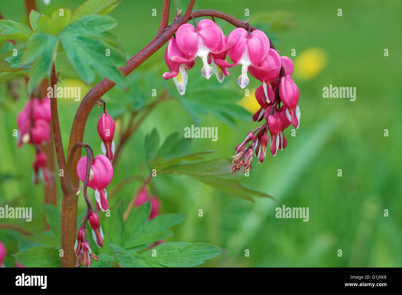 Fiori di sanguinamento-cuore (Dicentra), pianta erbacea con forma strana fiori e finemente suddivisa lascia Foto Stock