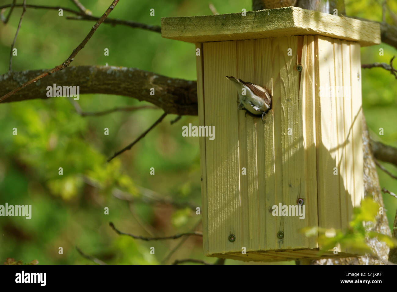 Europeo femminile pied flycatcher (Ficedula hypoleuca) edificio nido in una scatola di nido. Foto Stock
