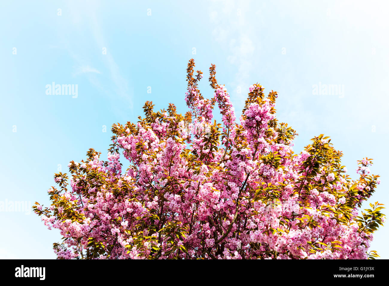 Fioritura di fiori di ciliegio albero rosa 'sakura' contro il cielo blu fiore pianta primavera flora fiore fiori Foto Stock