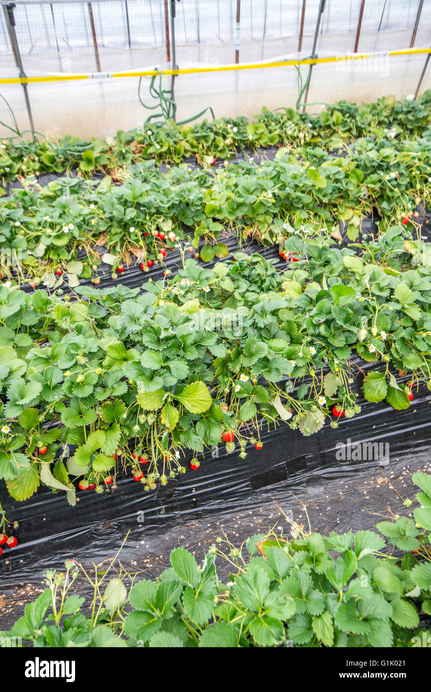 Filari di piante di fragola crescente undercover Foto Stock