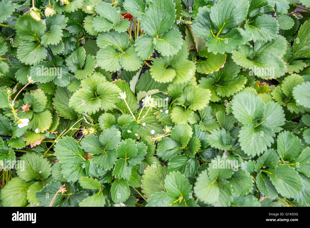 Filari di piante di fragola crescente undercover Foto Stock
