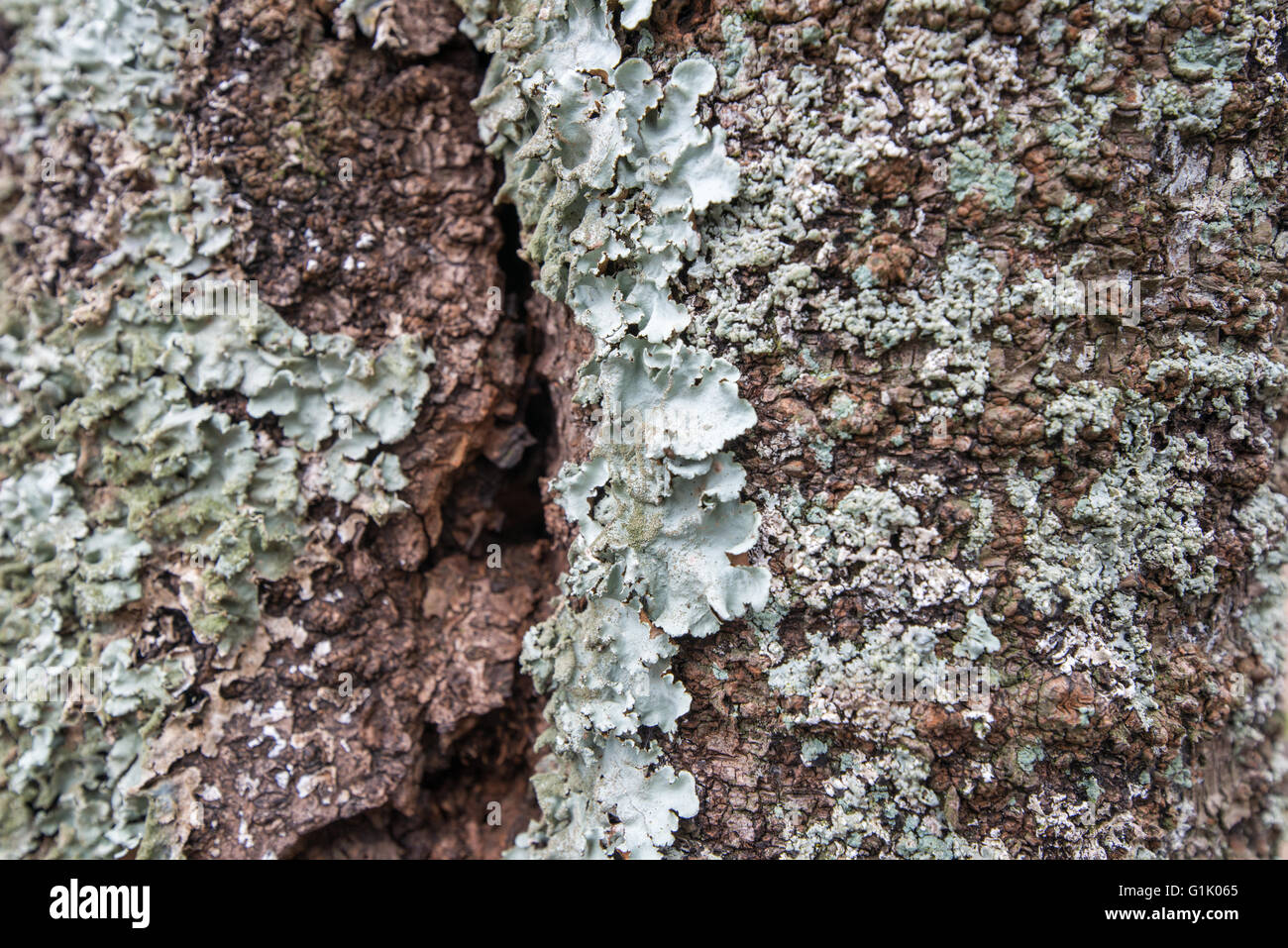 Licheni e muschi sulla corteccia di albero Foto Stock