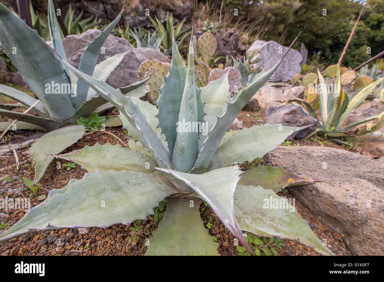 Piante succulente specie del genere Aloe Foto Stock