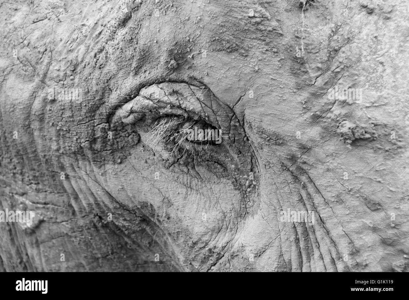 Primo piano della testa dell'elefante indiano concentrandosi sull'occhio in bianco e nero Foto Stock