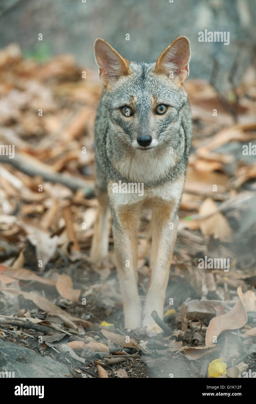 Sechuran Fox (Lycalopex sechurae) Selvatica, Chaparri Riserva, Lambayeque, nel nord del Perù Foto Stock