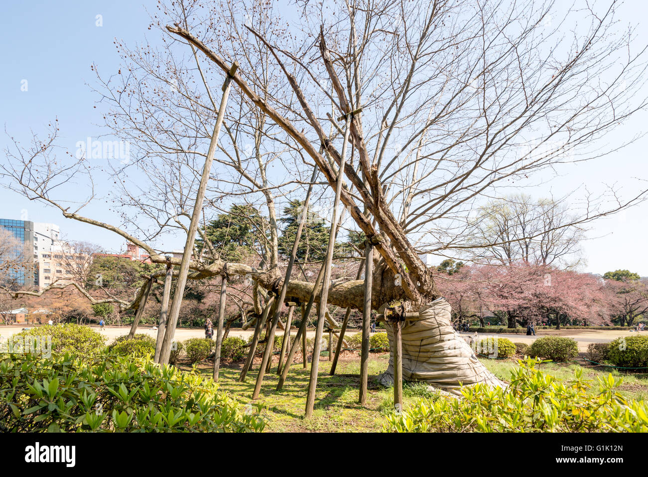 Un grande vecchio albero supportato con lunghi pali in legno Foto Stock